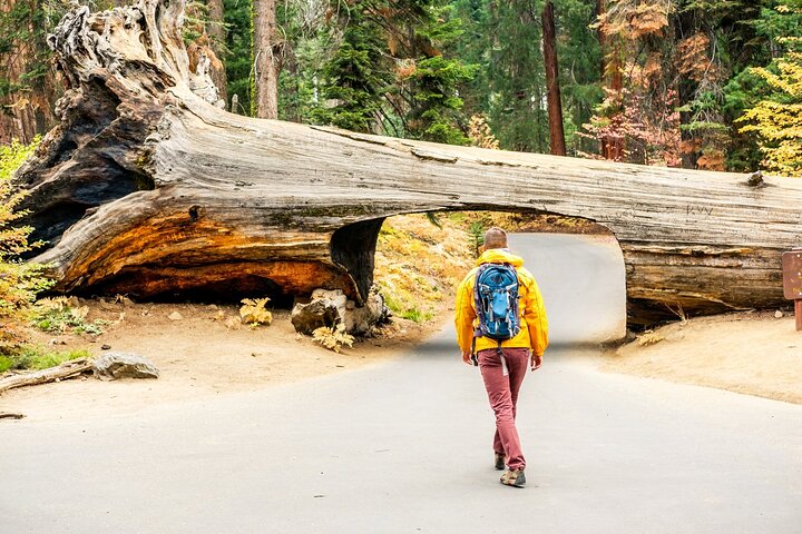 Sequoia National Park Self-Guided Audio Tour