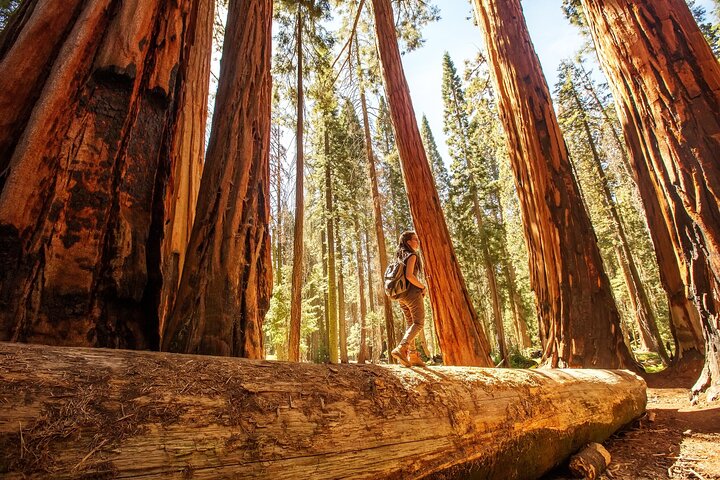 Sequoia National Park Self-Guided Audio Tour