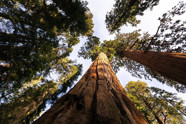Sequoia National Park Self-Guided Audio Tour