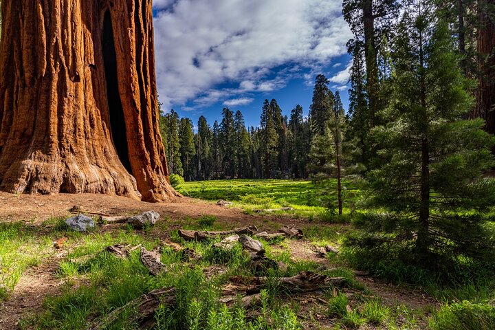 Sequoia National Park Self-Guided Audio Tour