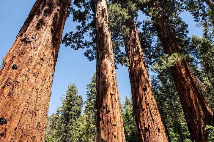 Sequoia National Park Self-Guided Audio Tour