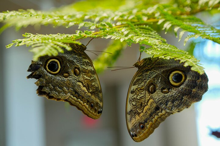 Audubon Aquarium and Insectarium Ticket