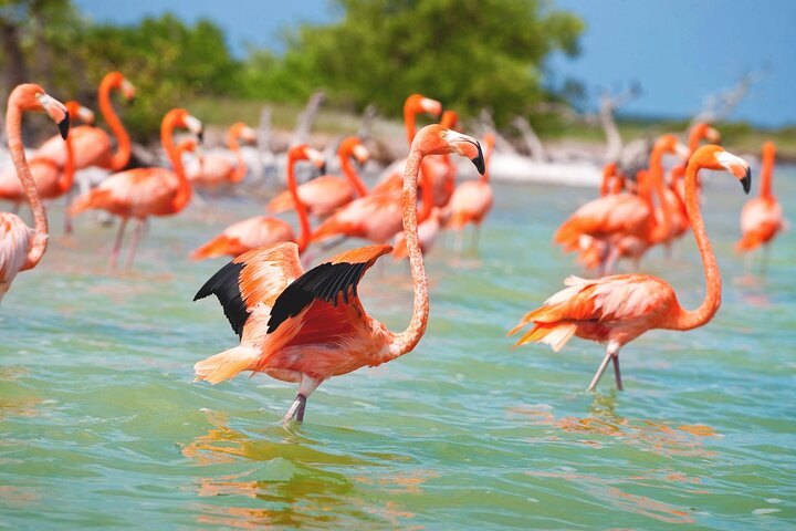 Las Coloradas, Río Lagartos and Playa Cancunito Tour from Mérida