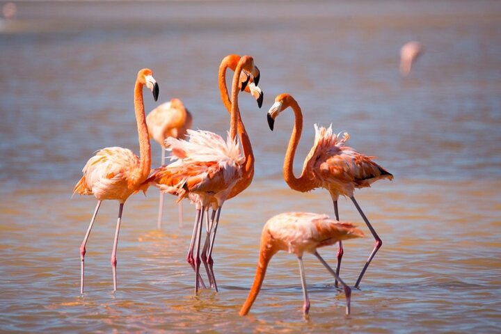Las Coloradas, Río Lagartos and Playa Cancunito Tour from Mérida