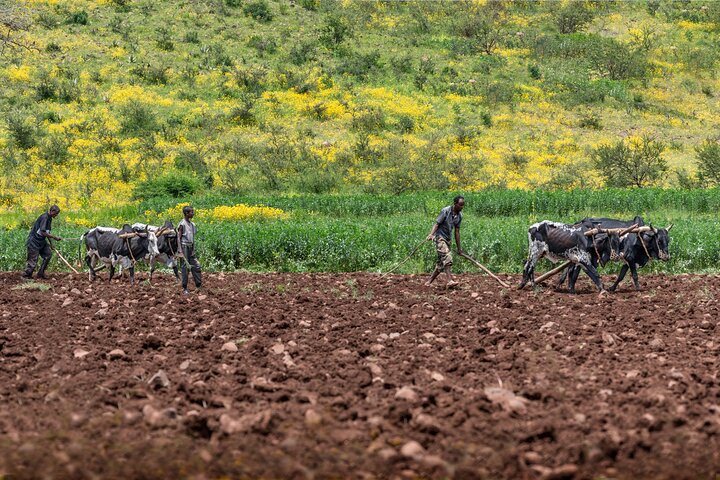 7 Days Private Eritrea Tour