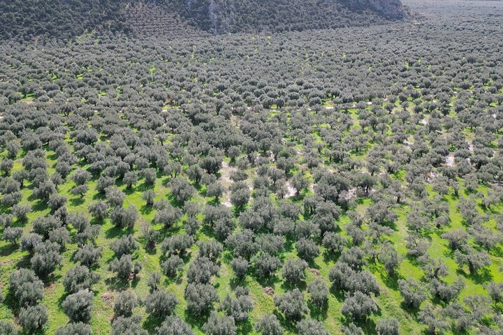 Hike on Ancient Path through the Olive Groves in Delphi