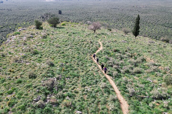 Hike on Ancient Path through the Olive Groves in Delphi