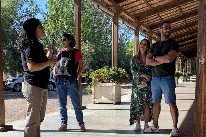 Maipu Tour 3 wineries with lunch + olive all inclusive!