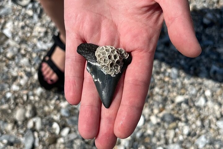 Morris Island Dolphin Cruise and Shelling Trip