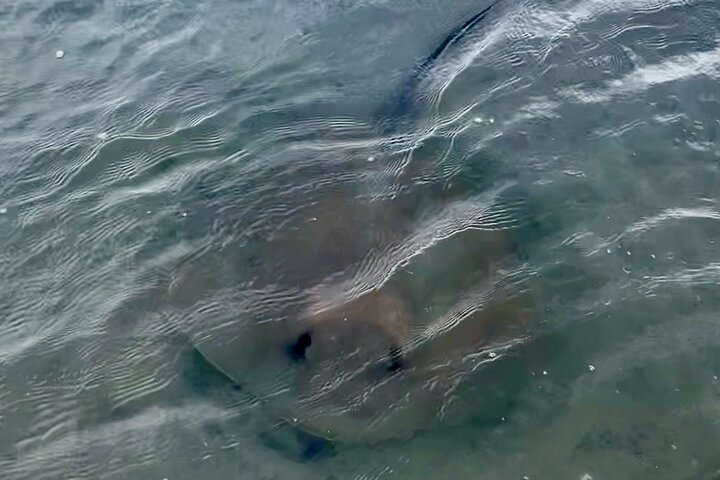 Morris Island Dolphin Cruise and Shelling Trip