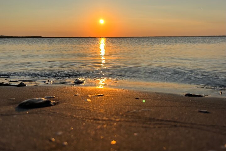 Morris Island Dolphin Cruise and Shelling Trip
