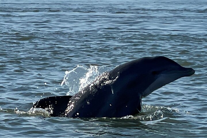 Morris Island Dolphin Cruise and Shelling Trip