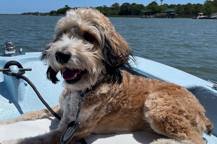Morris Island Dolphin Cruise and Shelling Trip