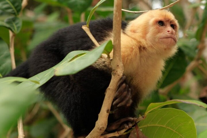 Roatan Zip Line Adventure with Monkey & Sloths Combo
