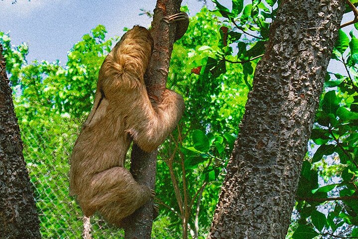 Roatan Zip Line Adventure with Monkey & Sloths Combo