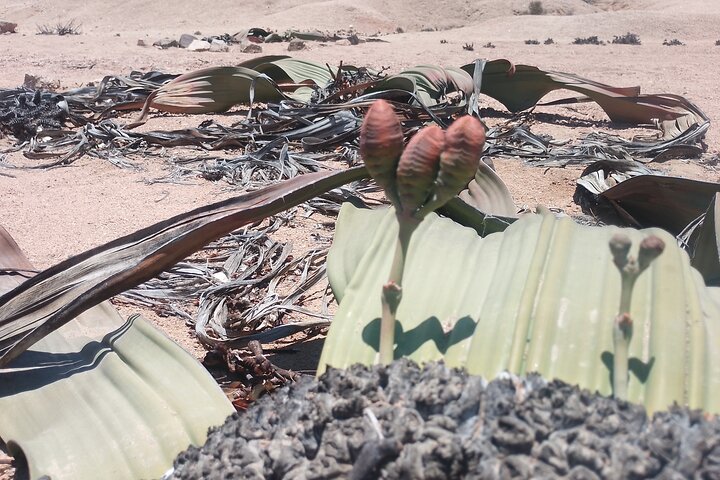 Welwitschia Exclusive Tour in the Moonlandscape, Swakopmund