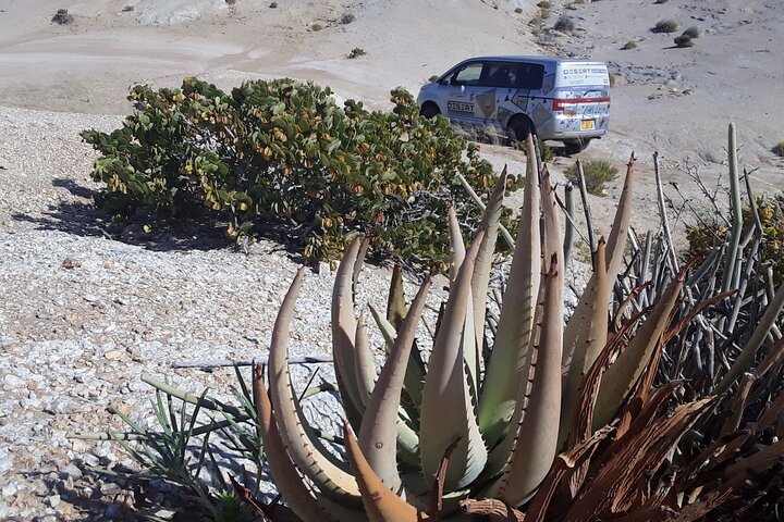 Welwitschia Exclusive Tour in the Moonlandscape, Swakopmund