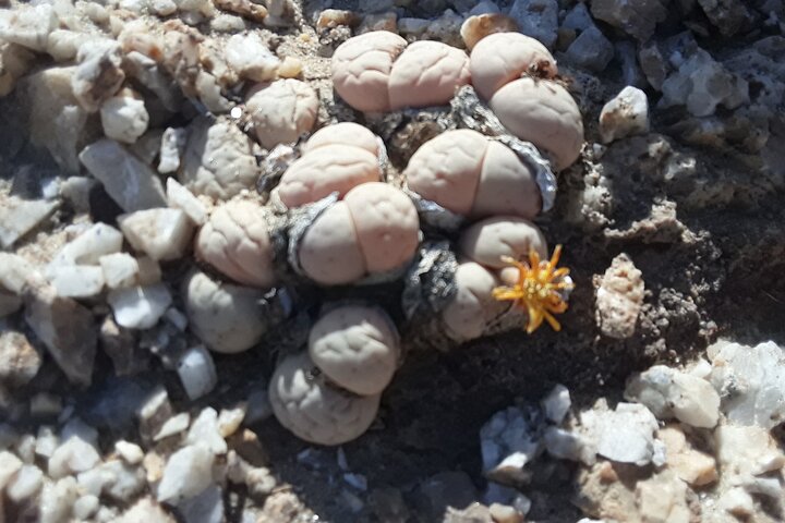 Welwitschia Exclusive Tour in the Moonlandscape, Swakopmund