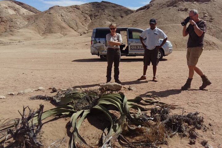 Welwitschia Exclusive Tour in the Moonlandscape, Swakopmund