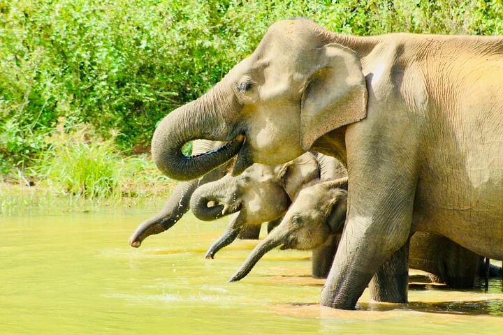 Sigiriya, Kandy to Ella TRain Ride plus Up Country TEA[B&B Basis]