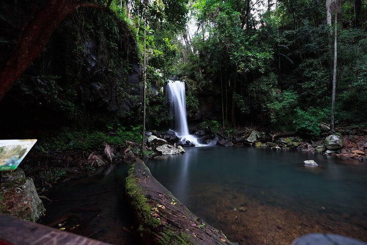 Evening Rainforest & Glow Worm Tour from Gold Coast