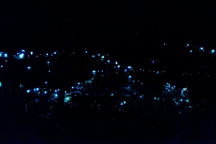 Evening Rainforest & Glow Worm Tour from Gold Coast