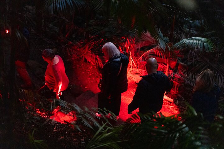 Evening Rainforest & Glow Worm Tour from Gold Coast