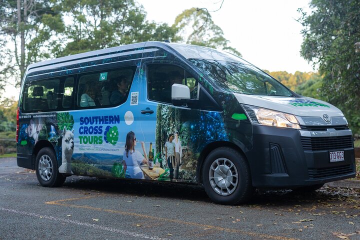 Evening Rainforest & Glow Worm Tour from Gold Coast