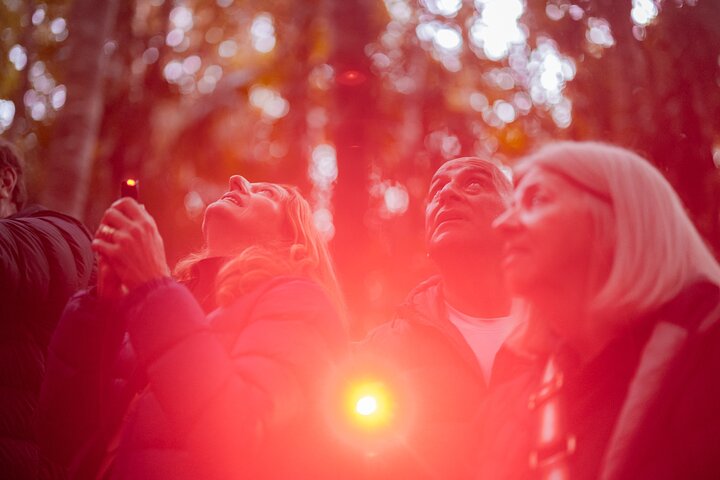 Evening Rainforest & Glow Worm Tour from Gold Coast