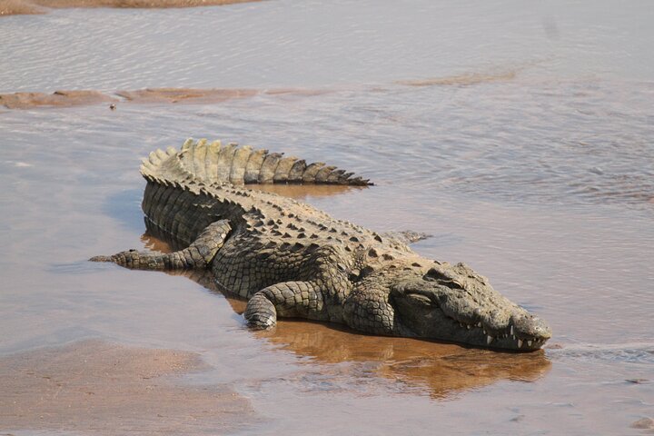 Kruger National Park Full Day Safari (Hoedspruit)