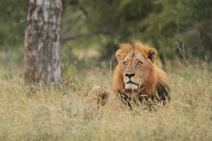 Kruger National Park Full Day Safari (Hoedspruit)