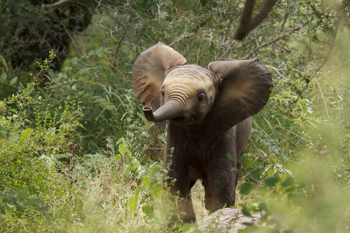 Kruger National Park Full Day Safari (Hoedspruit)