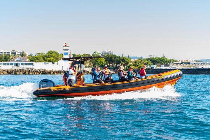 Cascais coast: Dolphin watching