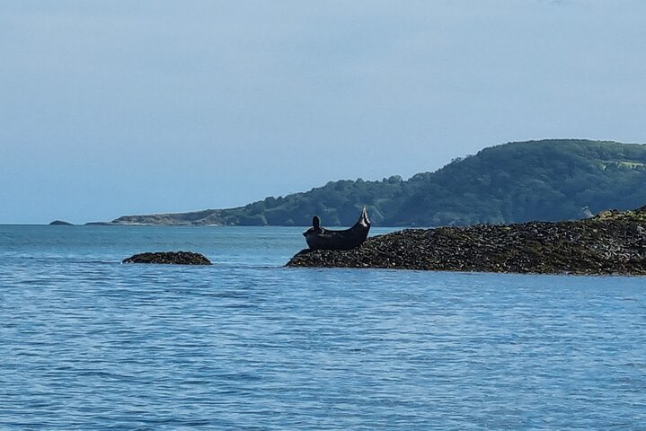 Wildlife, Sea Cave and Bushcraft Kayak Safari in English Riviera