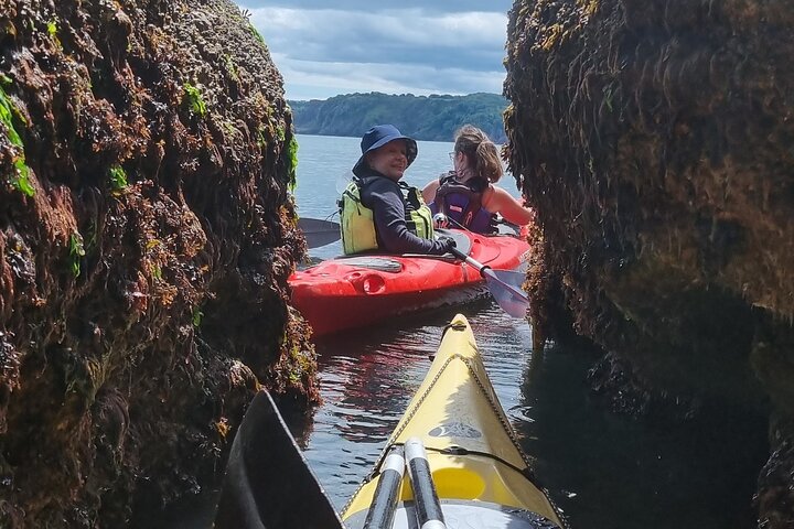 Wildlife, Sea Cave and Bushcraft Kayak Safari in English Riviera