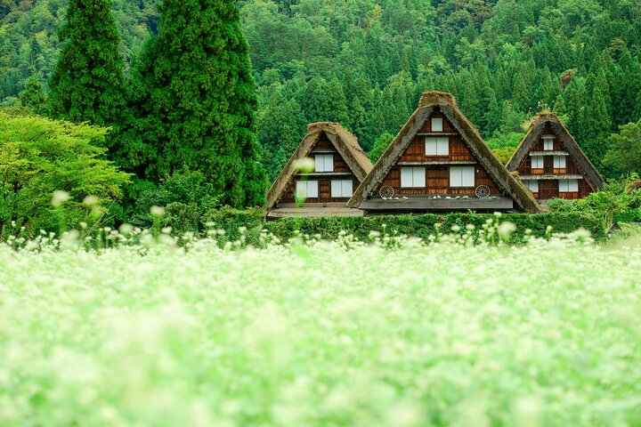 Gujo, Hida Takayama, and Shirakawa-go Day Tour from Nagoya