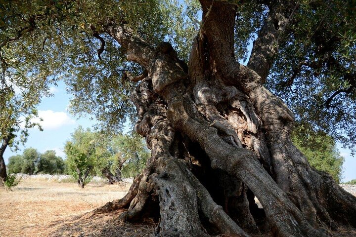 Ostuni : Tasting of Extra Virgin Olive Oil in Masseria