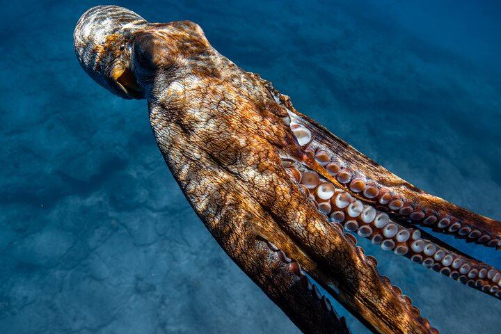 Waikiki Turtle Canyon Snorkel: Turtles Guaranteed