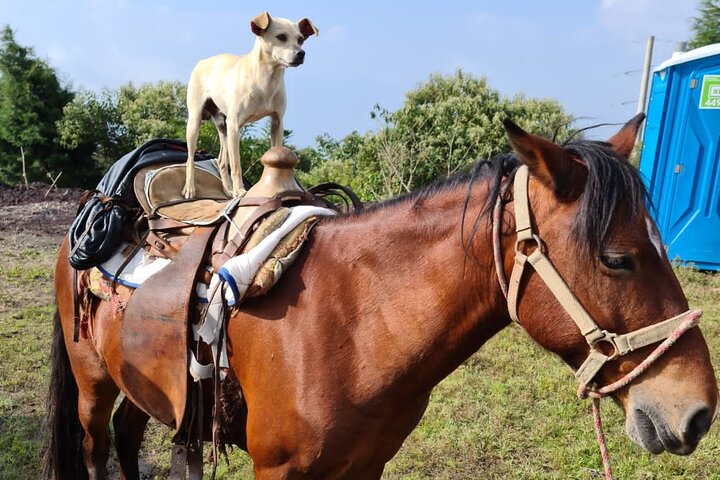 Puerto Quetzal Pacaya Volcano Horseback Ride with Lava Pizza