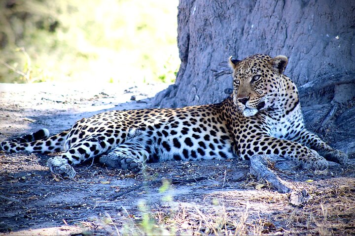 Full-Day Mokoro Experience in the Okavango Delta