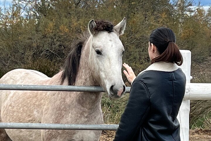 Small group half day Camargue and Aigues Mortes tour