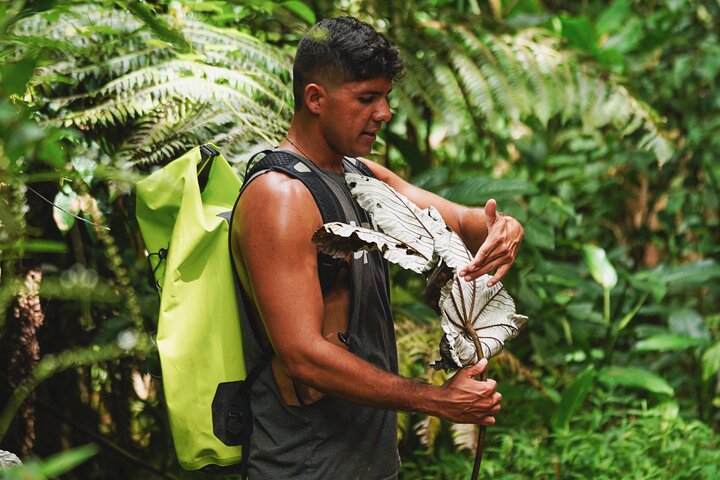 Top Rated El Yunque Rainforest & Waterslide – SmallGroup Tour