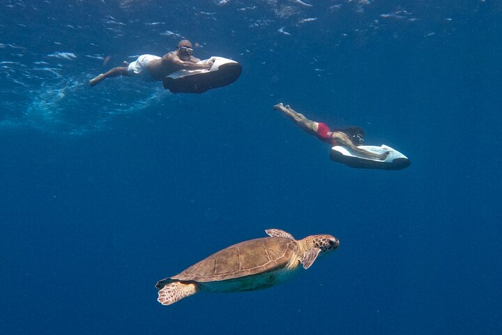 Curaçao Seabob in Playa Piskado Adventure with Sea Turtles