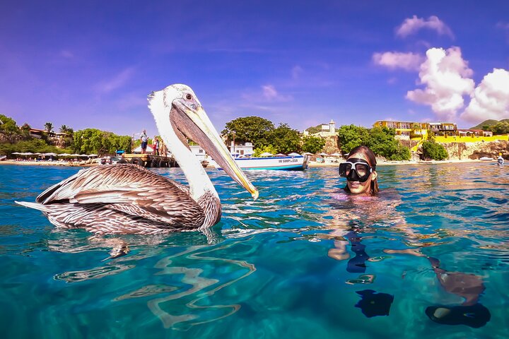 Curaçao Seabob in Playa Piskado Adventure with Sea Turtles