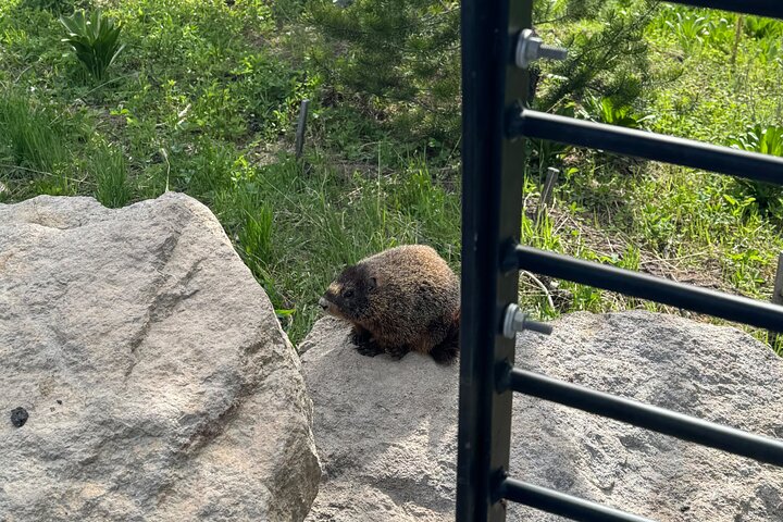 Private Guided Tour in Yellowstone National Park