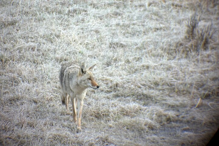 Private Guided Tour in Yellowstone National Park