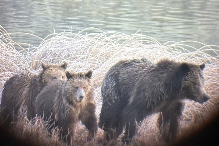 Private Guided Tour in Yellowstone National Park