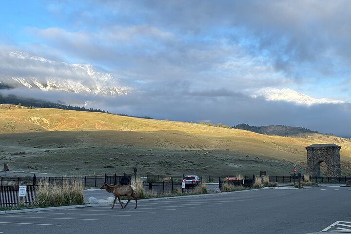 Private Guided Tour in Yellowstone National Park