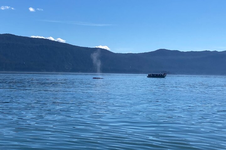 Mendenhall Glacier Waterfall and Whale Watching Tour