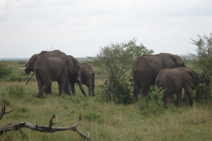 Day Tour to Amboseli National Park